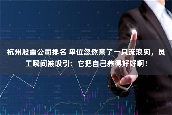 杭州股票公司排名 单位忽然来了一只流浪狗，员工瞬间被吸引：它把自己养得好好啊！